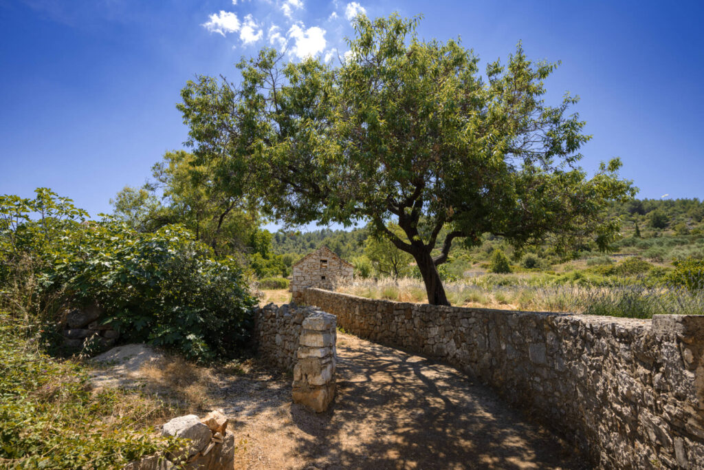 An Ancient Olive Tree