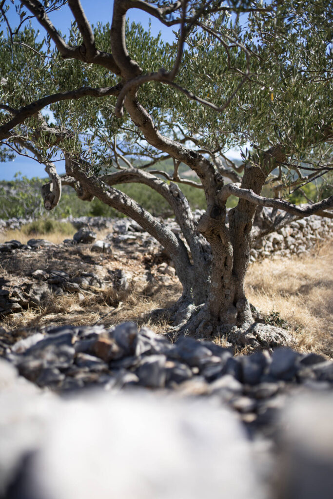 The Olive groves